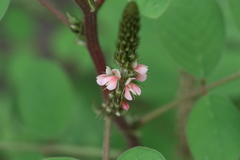 Indigofera hirsuta